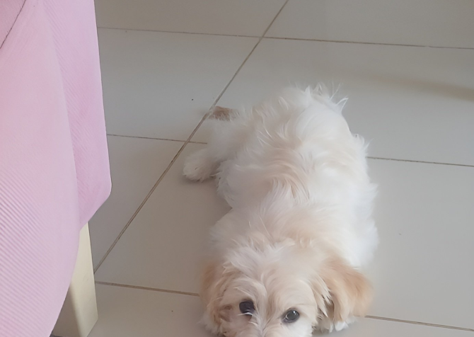 Maltipoo dişi sağlıklı yavrumuz